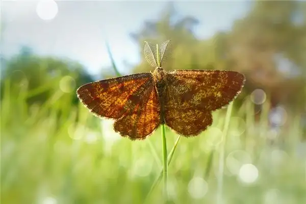 Dream Interpretation Moth Meaning in Dreams NuvoraDream - DreamDecode-DreamDecode