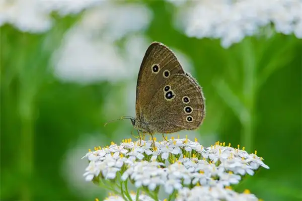 Dream Interpretation Broken Wing Butterfly Meaning on NuvoraDream - DreamDecode-DreamDecode