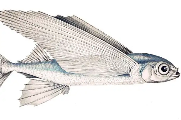 Dreaming of Flying Fish Meaning and Interpretation - NuvoraDream-DreamDecode