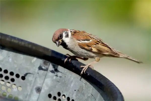 Dream of Sparrows Eating Insects Meaning - NuvoraDream - DreamDecode-DreamDecode
