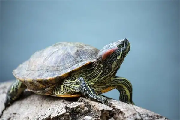 Dream Interpretation of a Turtle Basking in the Sun - NuvoraDream - DreamDecode-DreamDecode