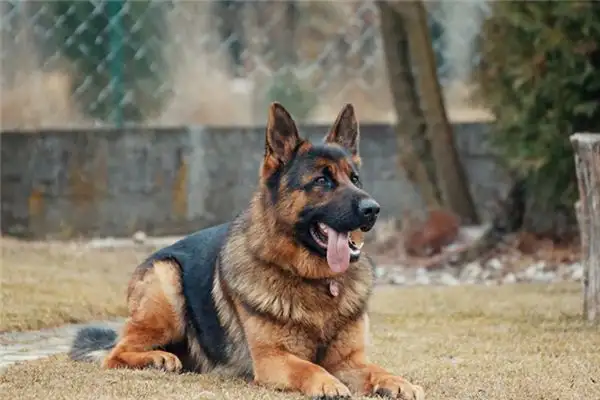 Dream Interpretation of Seeing a Wolf Dog NuvoraDream - DreamDecode-DreamDecode