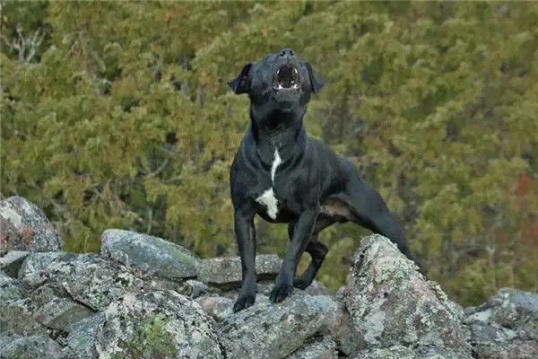 Dream Interpretation Dog Barking in Sleep Meaning - DreamDecode-DreamDecode