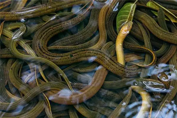 Dreaming of Eels Meaning and Interpretation - NuvoraDream - DreamDecode-DreamDecode