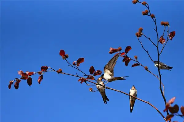 Dream of a Swallow Meaning - NuvoraDream - DreamDecode-DreamDecode