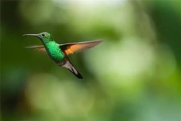 Dream of a Featherless Bird Meaning and Interpretation - NuvoraDream - DreamDecode-DreamDecode
