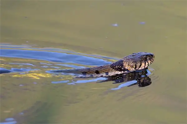 Dream Interpretation of Washing a Snake in Your Sleep NuvoraDream-DreamDecode