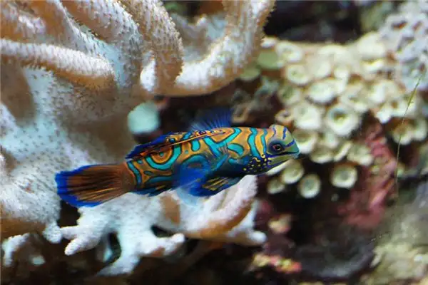 Dreaming of Mandarin Fish Meaning and Interpretation - NuvoraDream - DreamDecode-DreamDecode