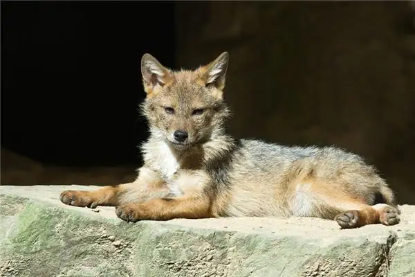 Dream Interpretation of Seeing a Coyote - NuvoraDream - DreamDecode-DreamDecode