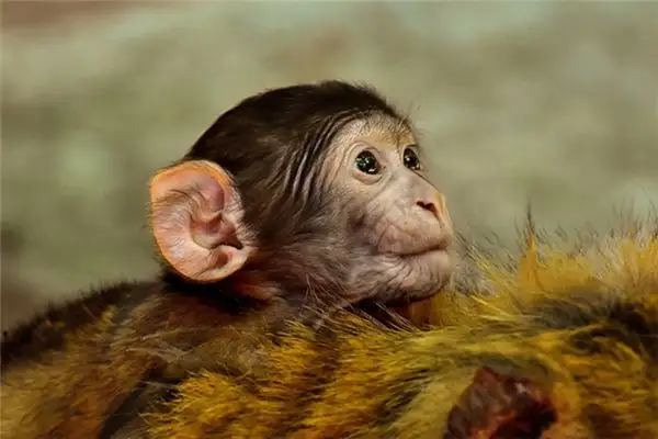 Dream Interpretation of Tailless Ape Monkey Meaning - DreamDecode-DreamDecode