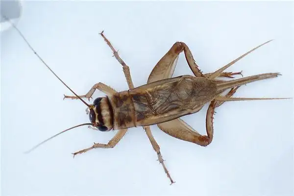 Dreaming of Crickets Meaning and Interpretation - NuvoraDream - DreamDecode-DreamDecode