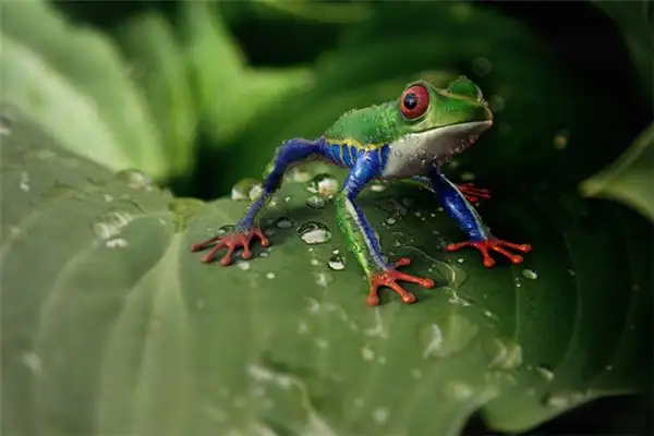 Dream Interpretation Snake Eating Frog Meaning-DreamDecode