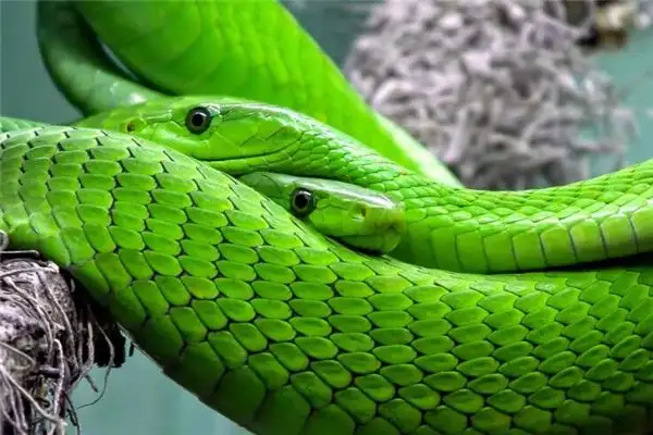 Dream of Two Snakes Meaning - Snake Dream Interpretation | NuvoraDream - DreamDecode-DreamDecode