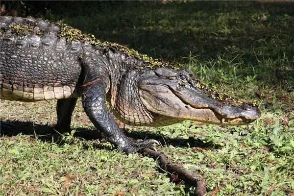 Dream Interpretation of Seeing a Crocodile - NuvoraDream - DreamDecode-DreamDecode