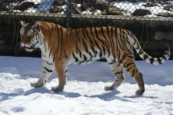 Dream Interpretation Tiger Attacking Other Animals NuvoraDream - DreamDecode-DreamDecode