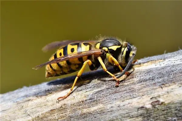 Dream Interpretation of Bumblebees - NuvoraDream - DreamDecode-DreamDecode