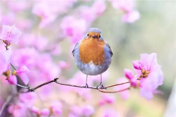 Dream Interpretation of Birds - NuvoraDream - DreamDecode-DreamDecode