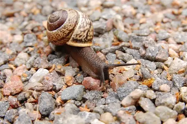 Dreaming of Snails Meaning and Interpretation - NuvoraDream - DreamDecode-DreamDecode