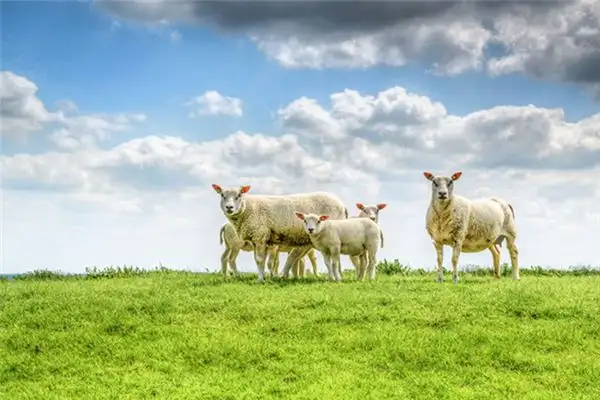 Dream of Sheep Meaning Interpretation NuvoraDream - DreamDecode-DreamDecode