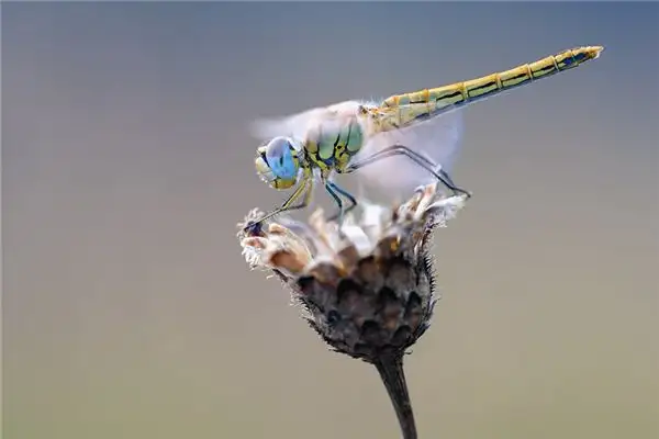 Dream Interpretation Catching Dragonflies Meaning - NuvoraDream - DreamDecode-DreamDecode