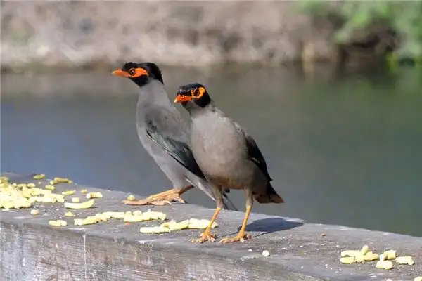 Dreaming of a Myna Meaning and Interpretation - NuvoraDream - DreamDecode-DreamDecode