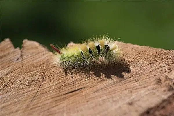 Dreaming of Insects Caterpillar Meaning and Interpretation NuvoraDream - DreamDecode-DreamDecode