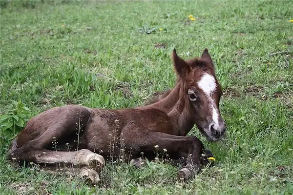 Dream of a Foal Meaning and Interpretation - NuvoraDream - DreamDecode-DreamDecode