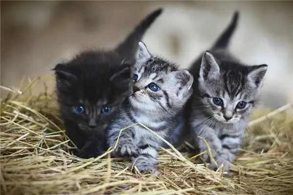 Dream Interpretation of Seeing Many Cats - NuvoraDream - DreamDecode-DreamDecode