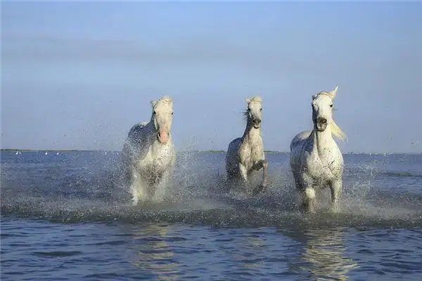 Dream of a White Horse Meaning and Interpretation - NuvoraDream - DreamDecode-DreamDecode