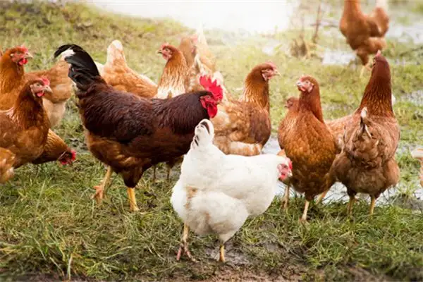 Dream Interpretation of Chickens Pecking Feed - NuvoraDream - DreamDecode-DreamDecode