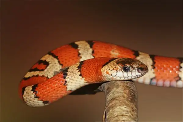 Dream Interpretation Killing a Snake in Your Dream Meaning - DreamDecode-DreamDecode