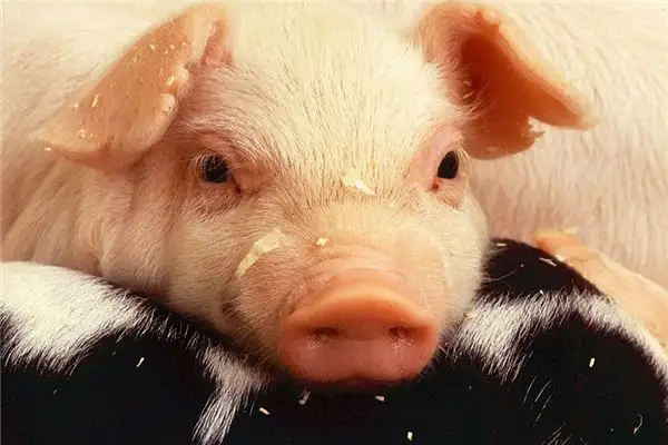 Dream Interpretation of Seeing a Pig Head - NuvoraDream - DreamDecode-DreamDecode