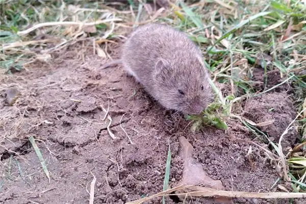 Dream of Field Mice Meaning - NuvoraDream - DreamDecode-DreamDecode