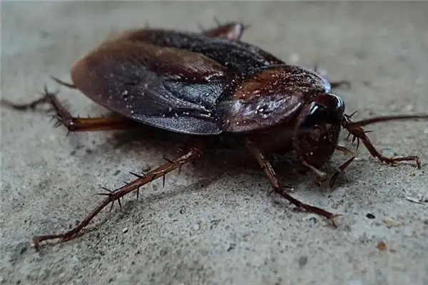 Dreaming of Cockroaches Meaning and Interpretation - NuvoraDream - DreamDecode-DreamDecode