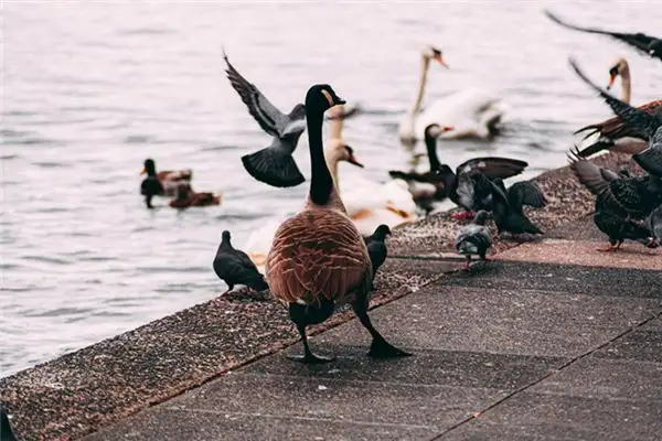 Dream Interpretation of Chickens Ducks and Geese - NuvoraDream - DreamDecode-DreamDecode