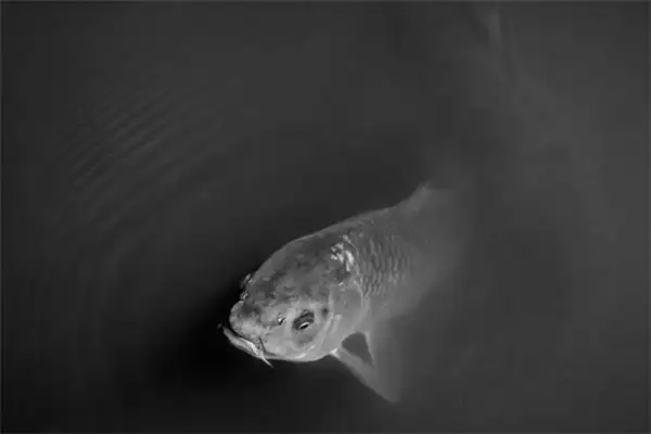 Dream of Green Fish Meaning and Interpretation - NuvoraDream - DreamDecode-DreamDecode