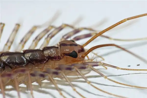 Dreaming of Centipedes Meaning and Interpretation - NuvoraDream - DreamDecode-DreamDecode