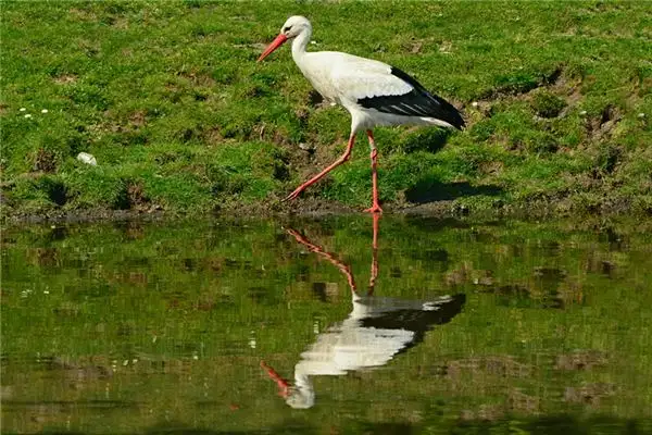 Dream Interpretation of Stork in Zhou Gong\'s Dream Dictionary - DreamDecode-DreamDecode