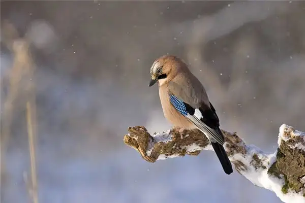 Dream of Roc Bird Meaning and Interpretation - NuvoraDream - DreamDecode-DreamDecode