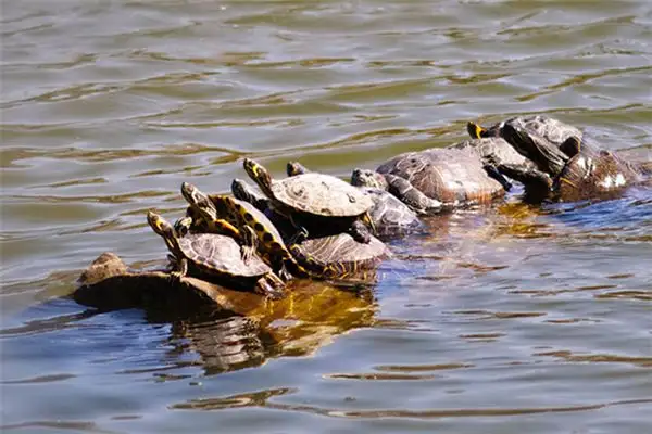 Dreaming of a Turtle Meaning and Interpretation - NuvoraDream - DreamDecode-DreamDecode