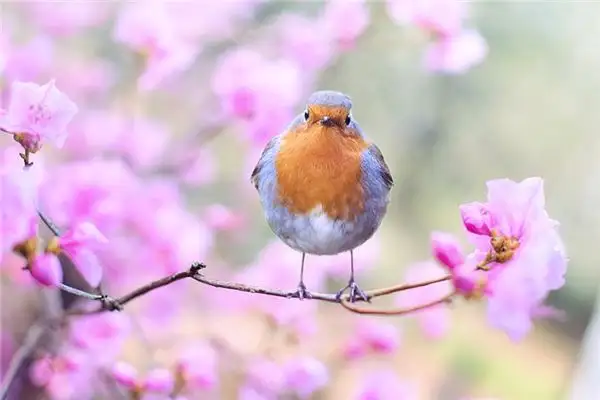 Dream Interpretation of Birds in Your Sleep NuvoraDream - DreamDecode-DreamDecode