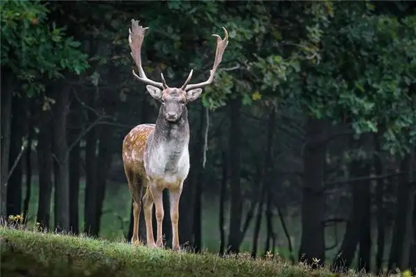 Dream of a Stag Meaning and Interpretation - NuvoraDream - DreamDecode-DreamDecode