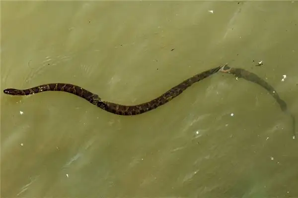 Dream Interpretation of Snakes Entering Water or Paddy Fields - NuvoraDream - DreamDecode-DreamDecode