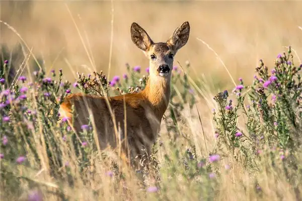 Dream Interpretation of Deer and Rabbit NuvoraDream - DreamDecode-DreamDecode