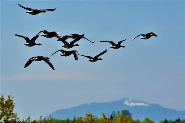 Dream of Wild Geese Meaning - NuvoraDream Interpretation - DreamDecode-DreamDecode