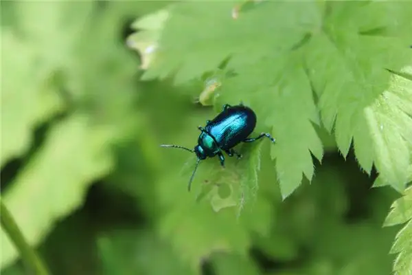 Dream Interpretation Small Insects Meaning - NuvoraDream - DreamDecode-DreamDecode