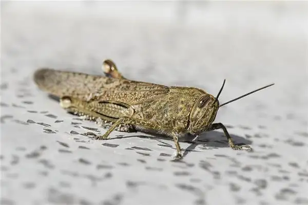 Dreaming of Grasshoppers Meaning and Interpretation - NuvoraDream - DreamDecode-DreamDecode