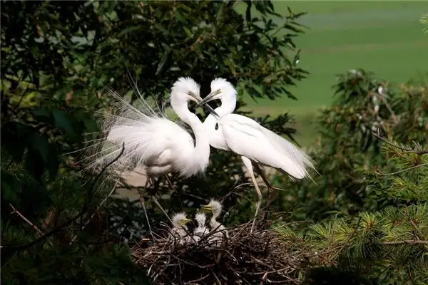 Dreaming of a White Egret Meaning and Interpretation - NuvoraDream - DreamDecode-DreamDecode