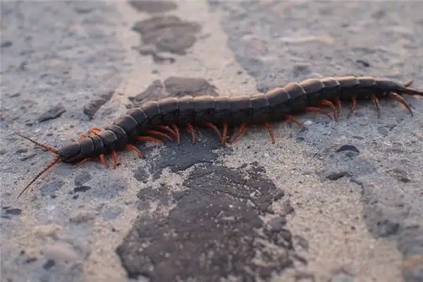 Dream of Small Centipedes Meaning and Interpretation - NuvoraDream - DreamDecode-DreamDecode