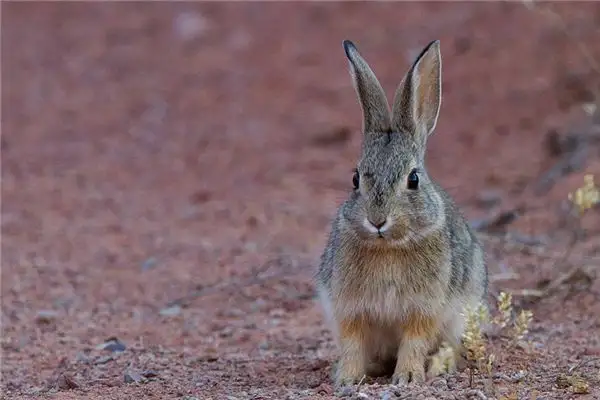 Dream of a Hare Meaning - Nuvora Dream Interpretation - DreamDecode-DreamDecode